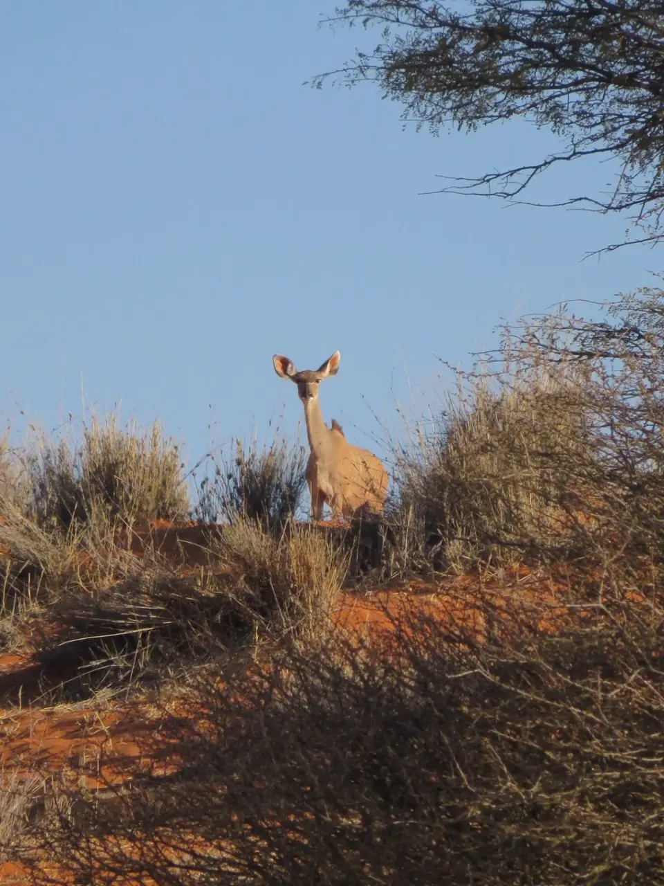 kalahari_3.jpg