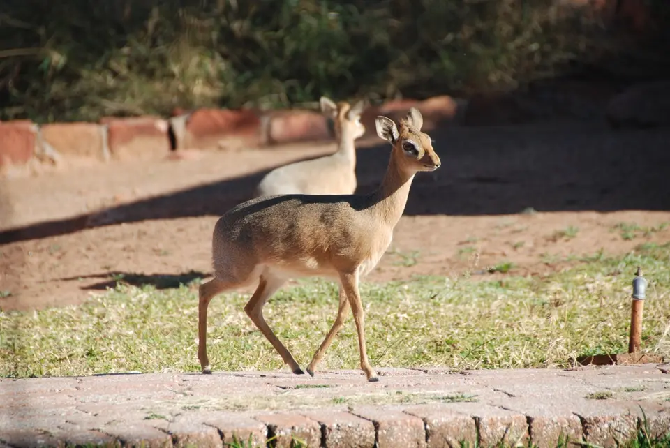 reisebericht_waterberg_2.jpg