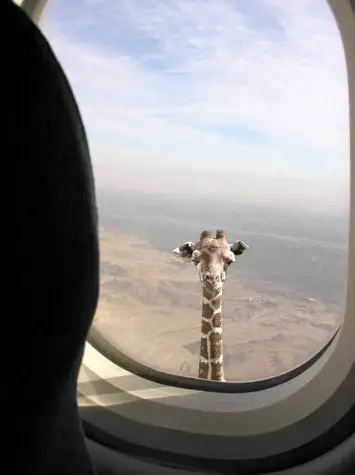 Flug.jpg