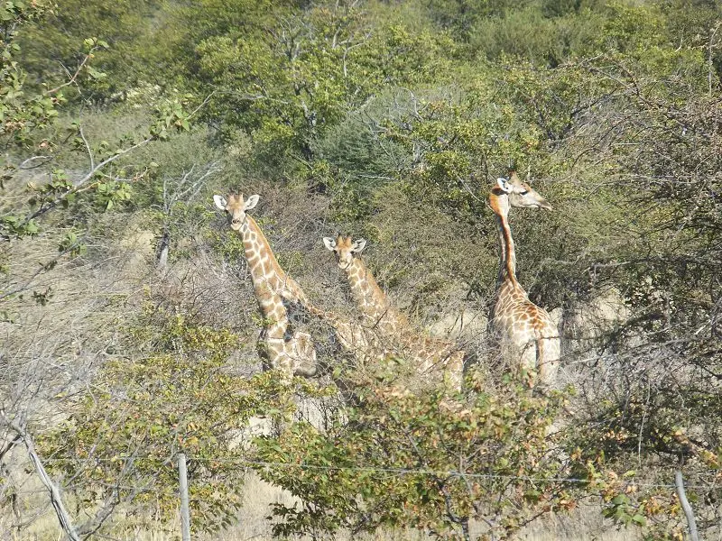 k-DSCF1609.JPG