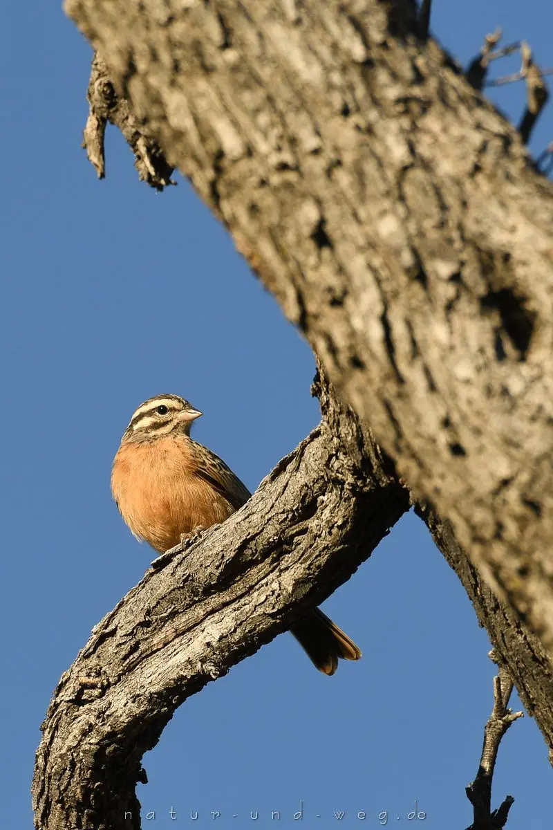 H017klein_Cinnamonbreastedbunting.jpg