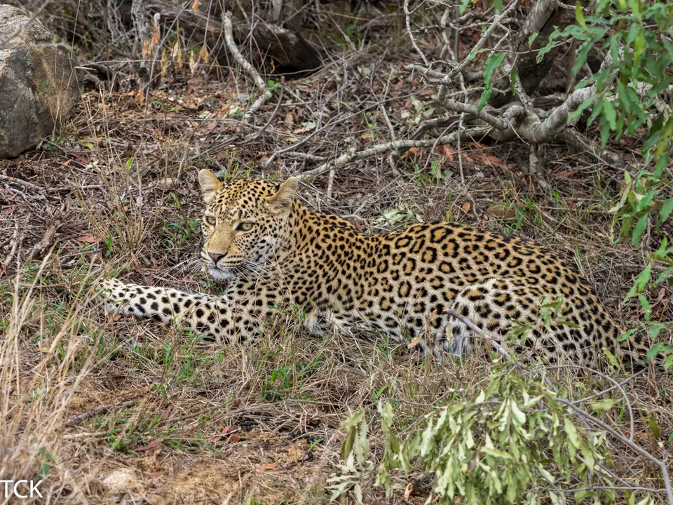 KNP18(1082).jpg