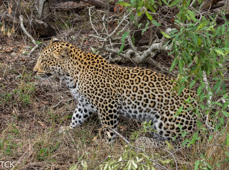 KNP18(1107).jpg