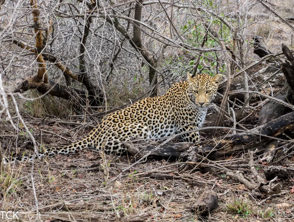 KNP18(1124).jpg