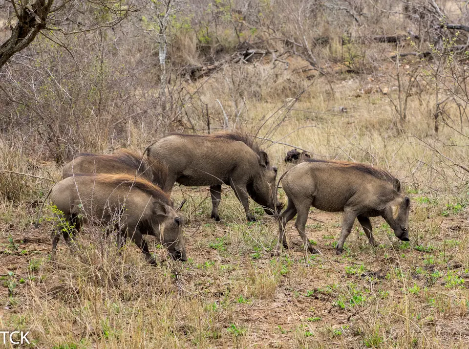 KNP18(1133).jpg