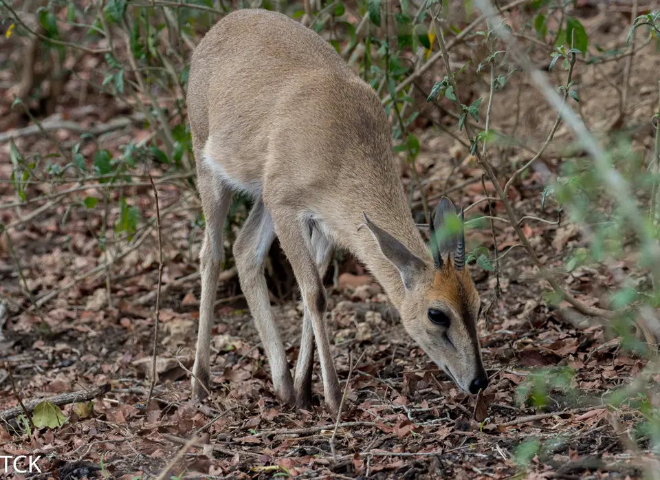 KNP18(175).jpg