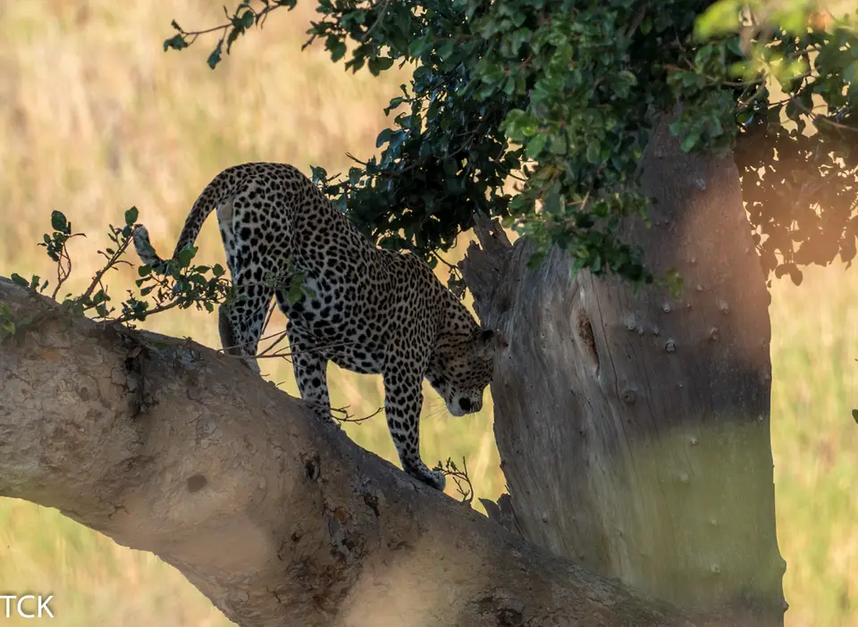 KNP18(207)-2.jpg