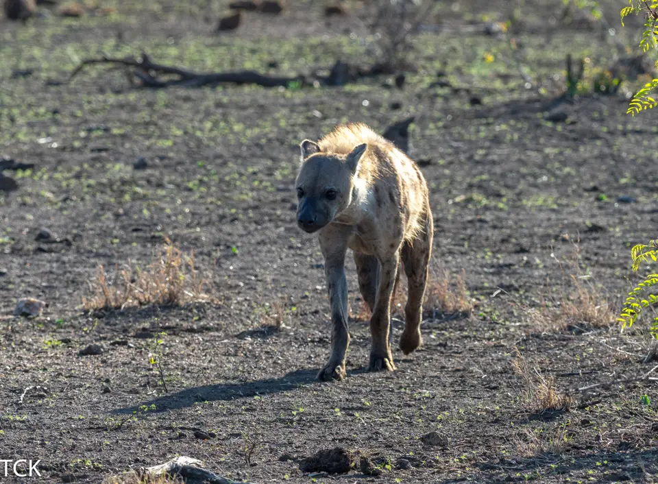 KNP18(2335).jpg