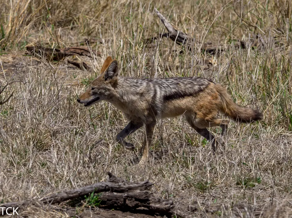 KNP18(2472).jpg