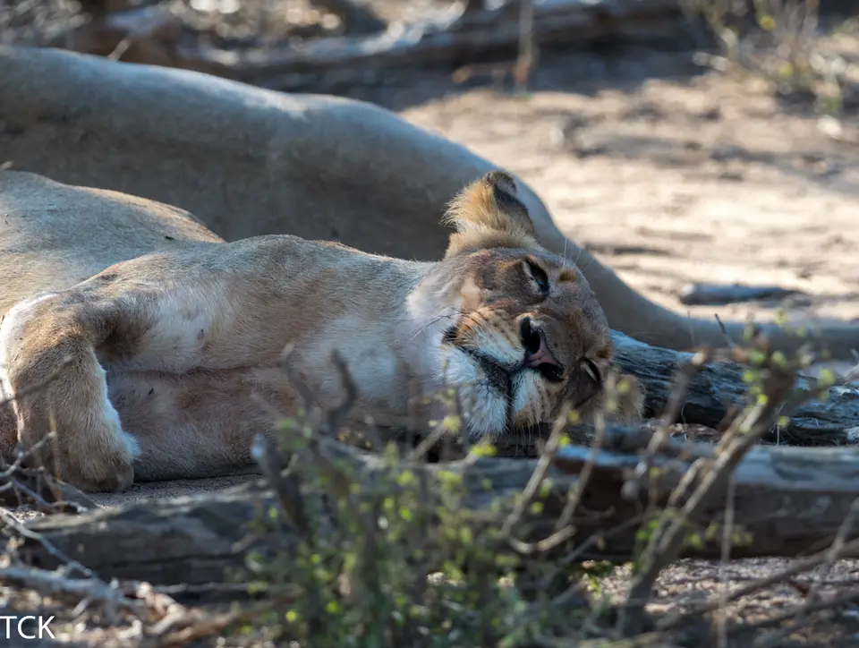 KNP18(2501).jpg