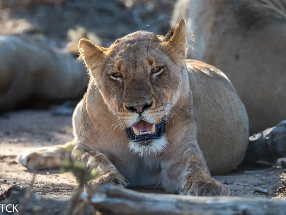 KNP18(2502).jpg