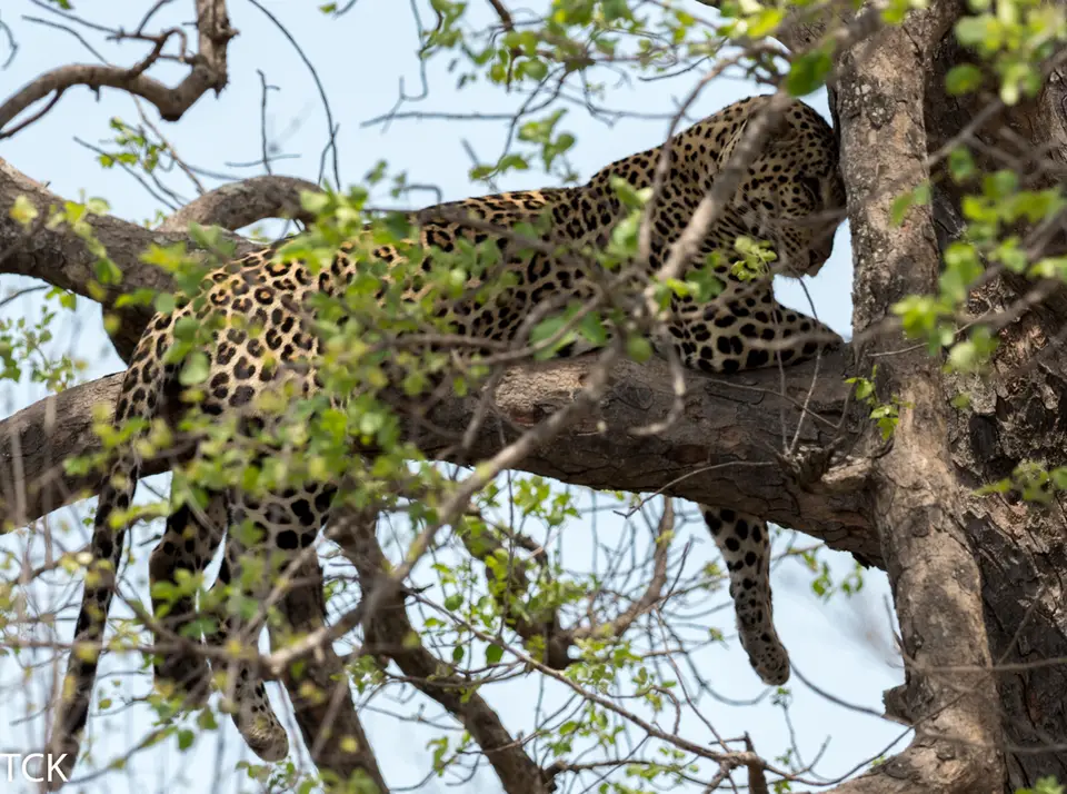 KNP18(256).jpg