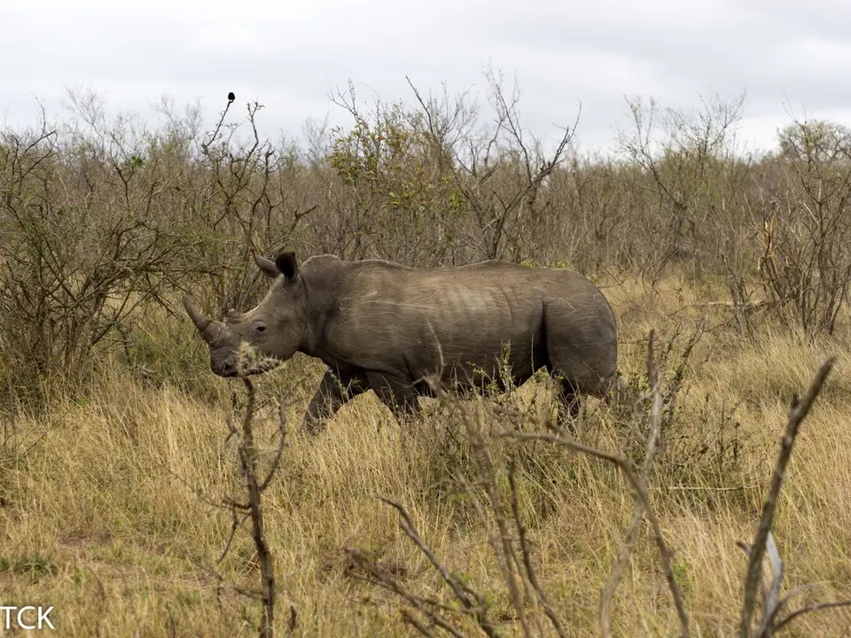 KNP18(3).jpg