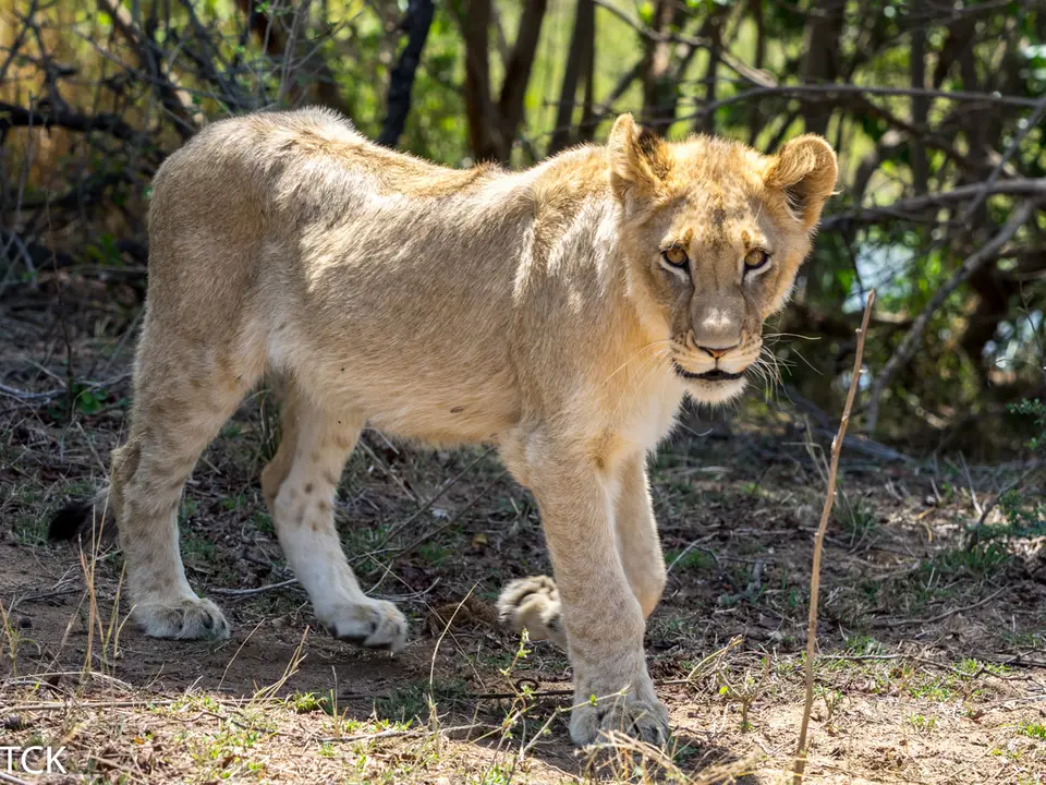 KNP18(333).jpg