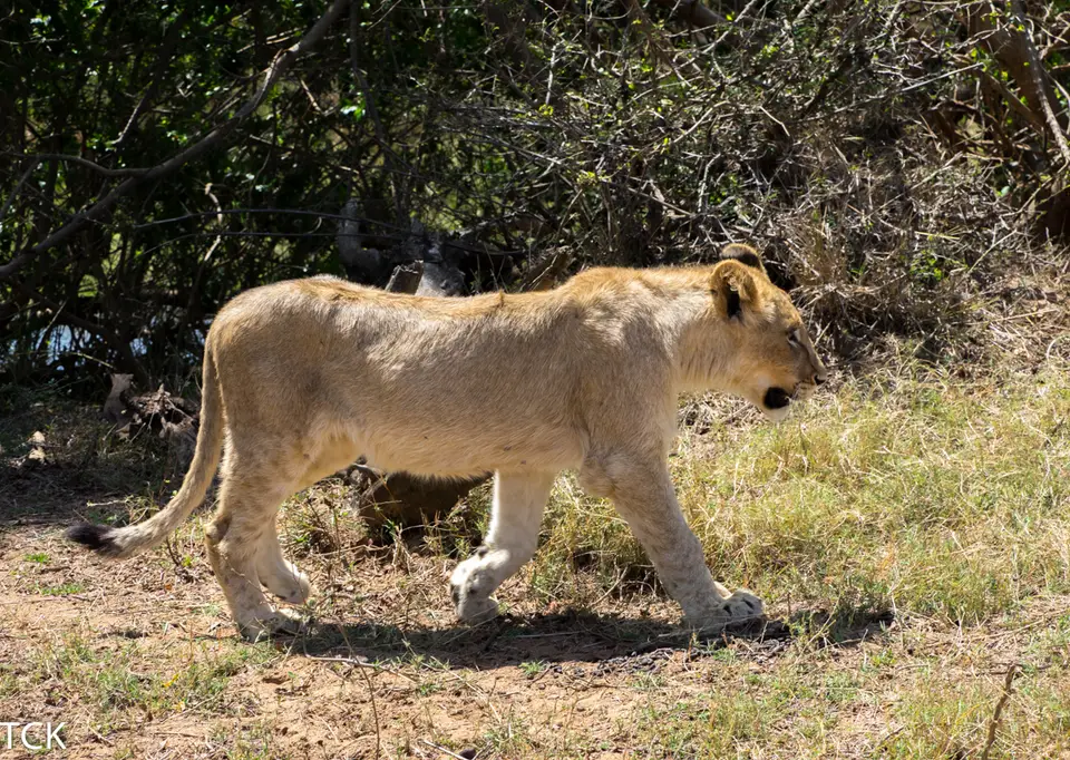 KNP18(334).jpg