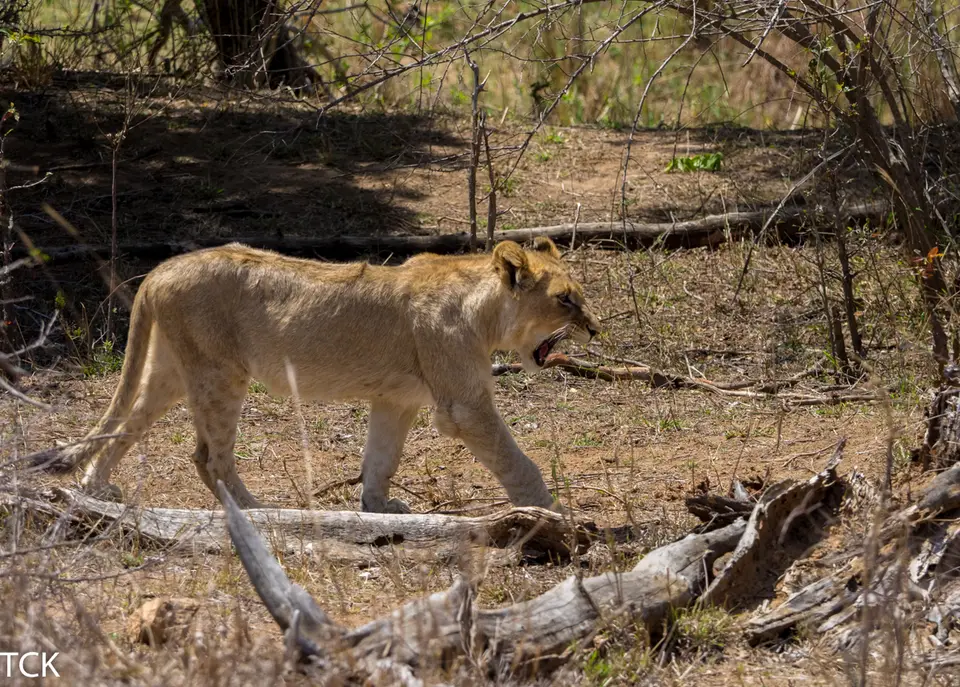 KNP18(341).jpg