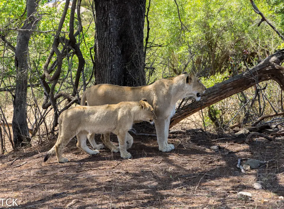 KNP18(353).jpg