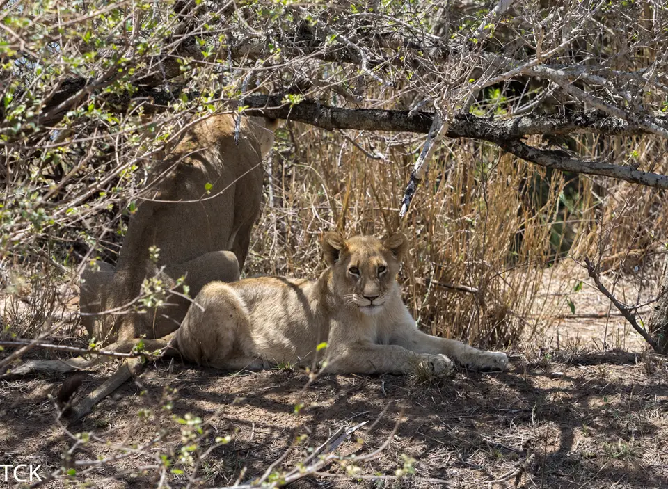 KNP18(367).jpg