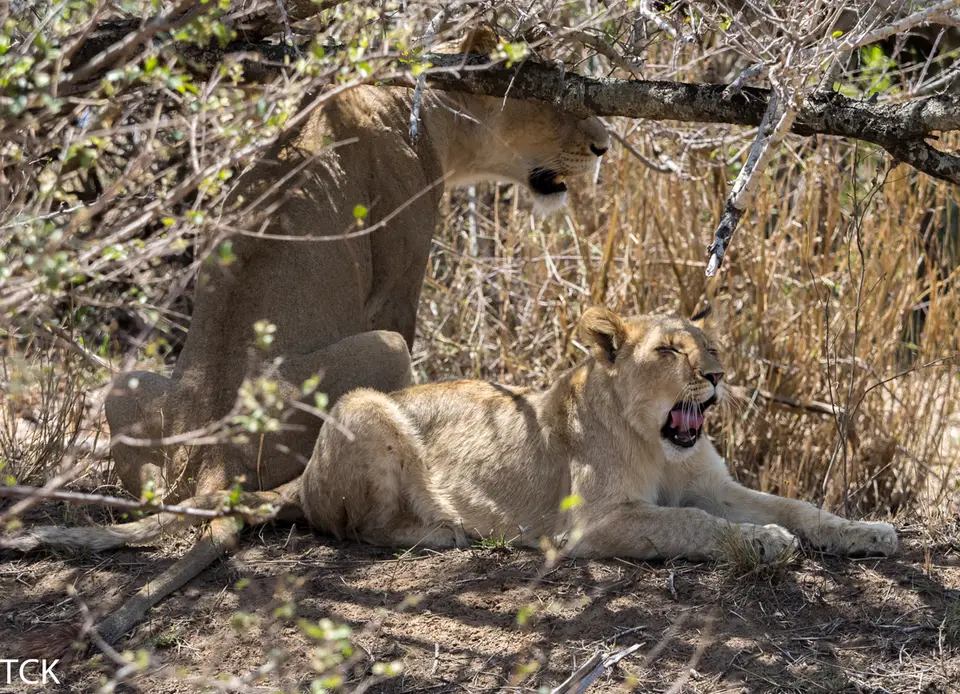 KNP18(371).jpg