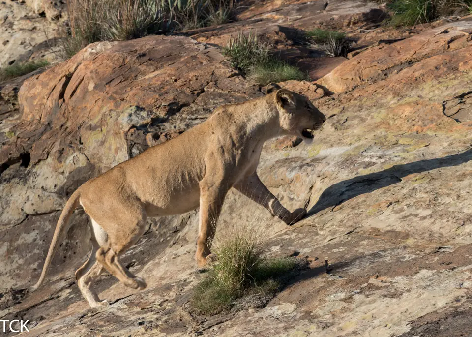 KNP18(444).jpg