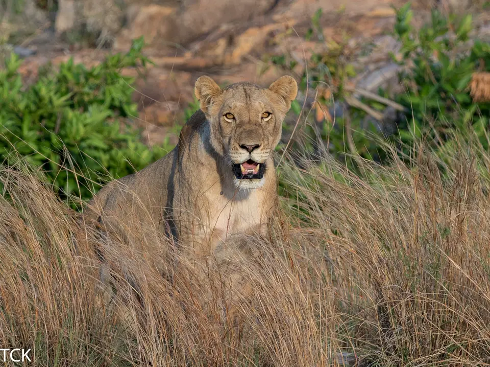 KNP18(511).jpg