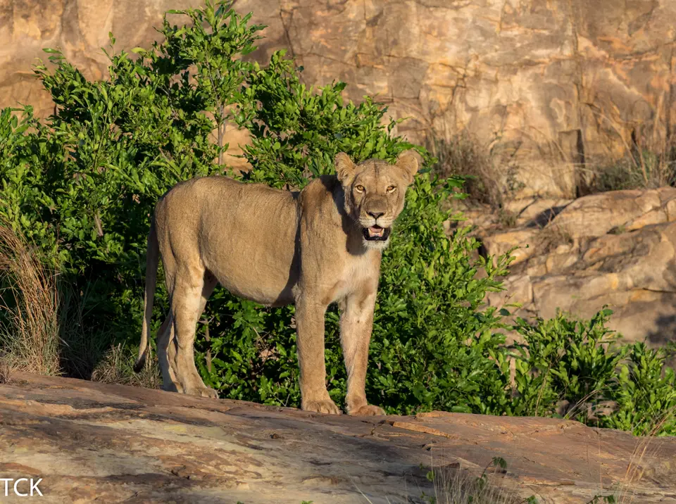 KNP18(583).jpg