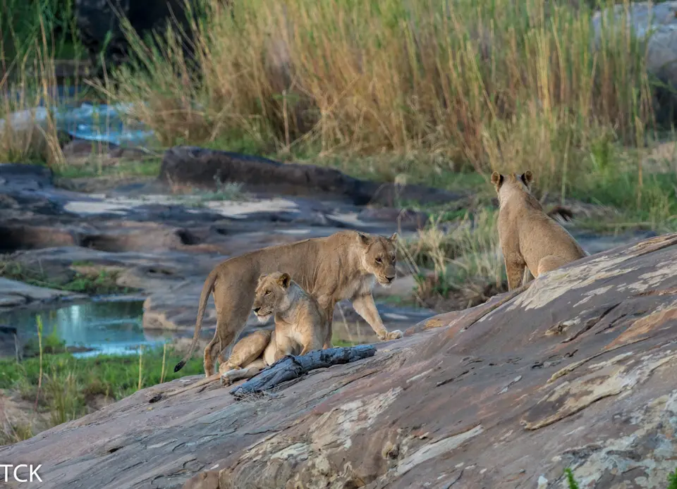 KNP18(632).jpg