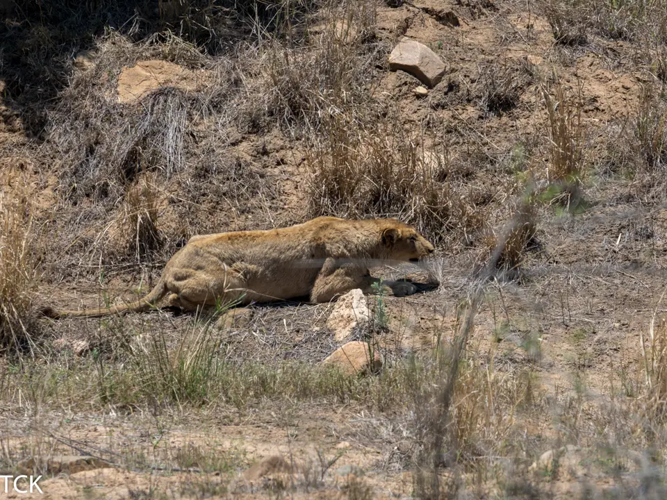 KNP18(801).jpg