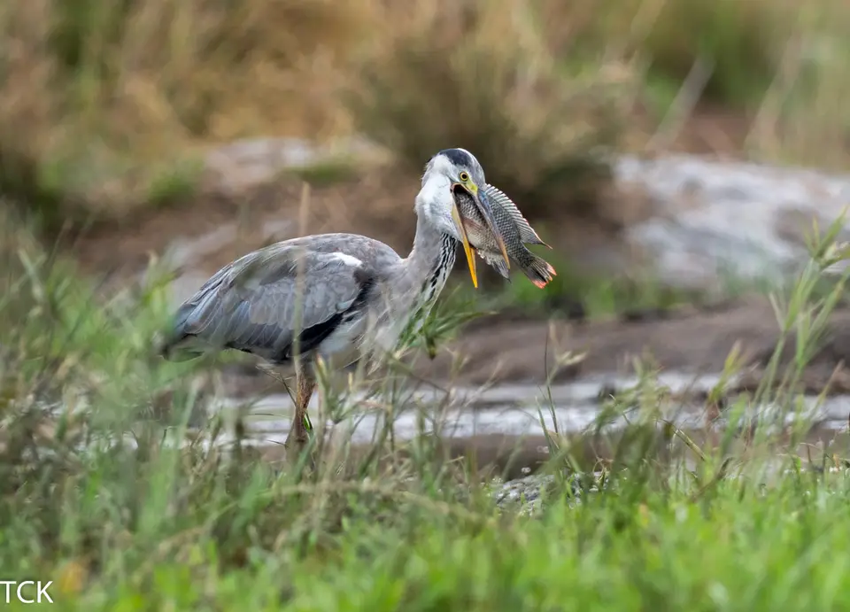 KNP18(929).jpg