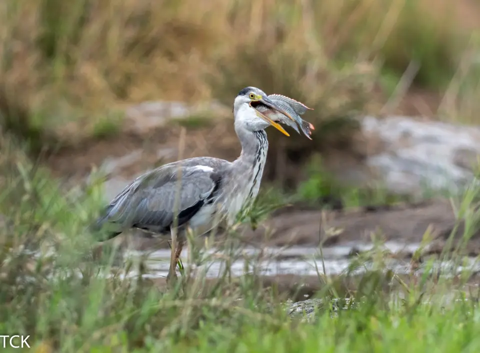 KNP18(932).jpg