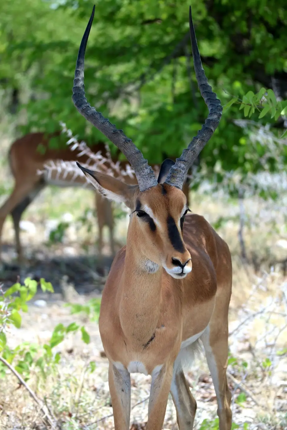 Namibia(3972).JPG