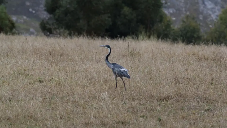 0876SA2018Black-headedHeron.jpg