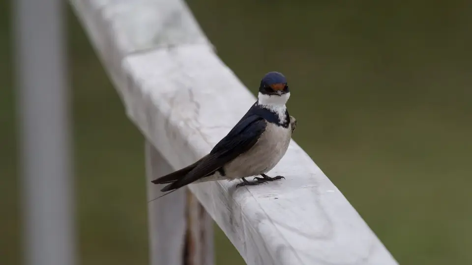 0904SA2018White-throatedSwallow.jpg