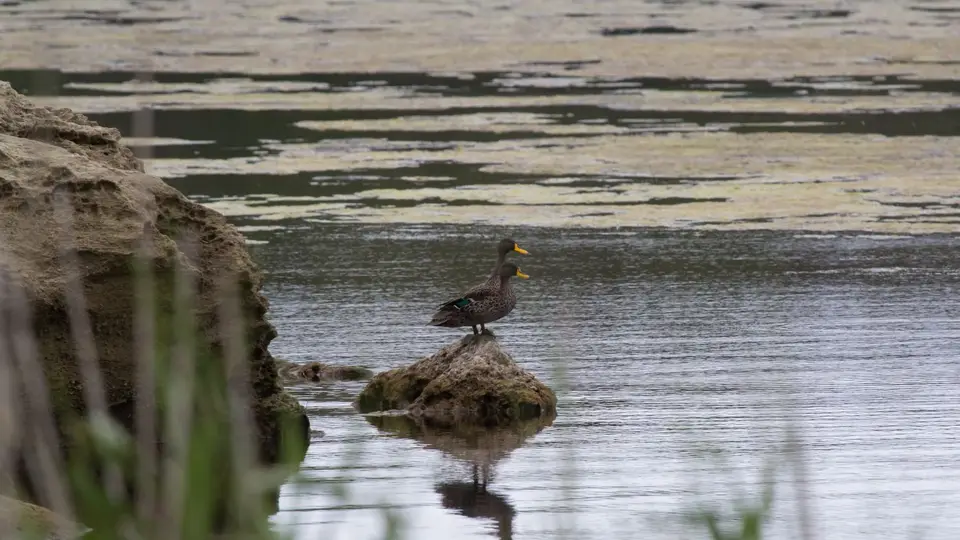 0905SA2018Yellow-billedDuck.jpg