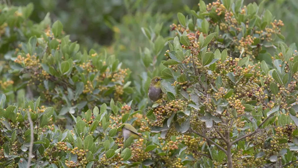 0918SA2018CapeWhite-Eye.jpg