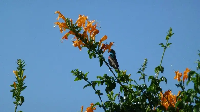 2012SA0036.JPG
