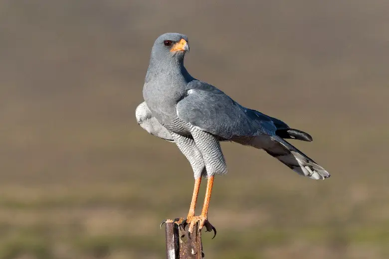 2012SA0151.jpg
