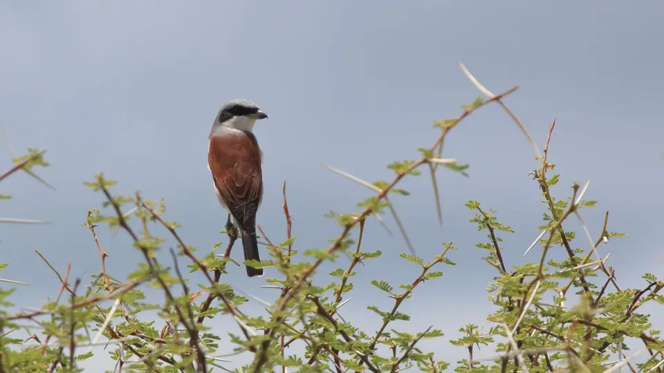 2016Botswana0641390.2Red-backedShrike.jpg