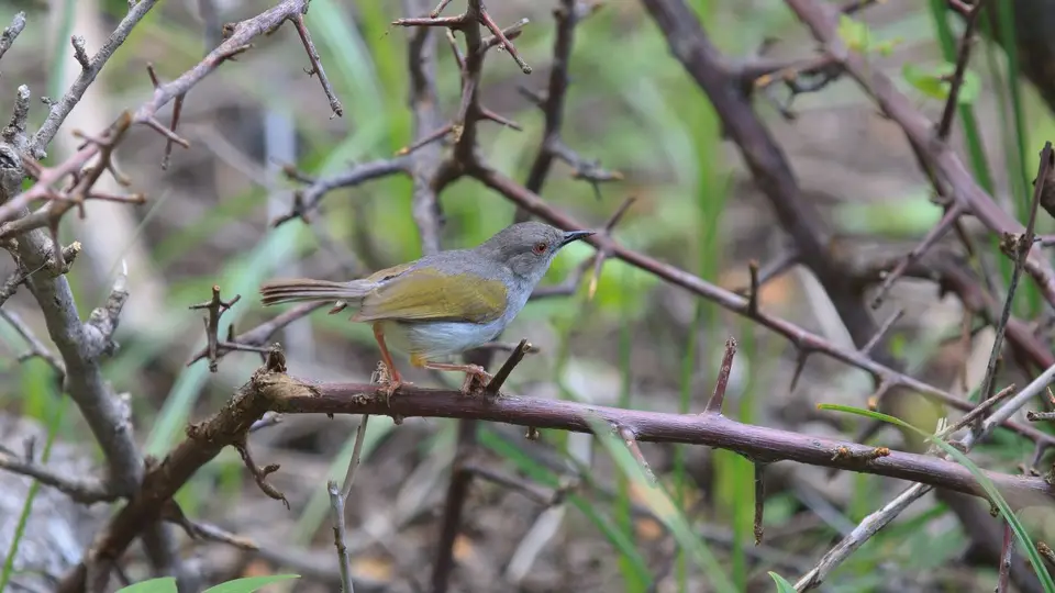 2016Botswana0672.jpg