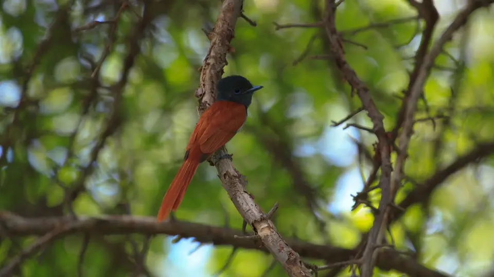 2016Botswana0680388.2AfricanParadiseFlycatcher.jpg