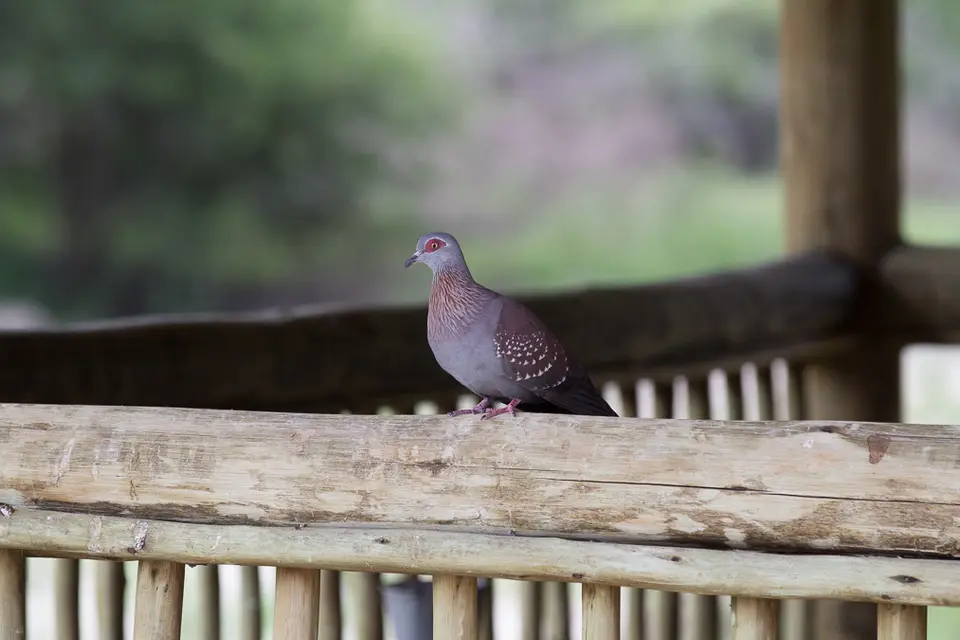 2016Botswana2895218.5RockPigeon.jpg