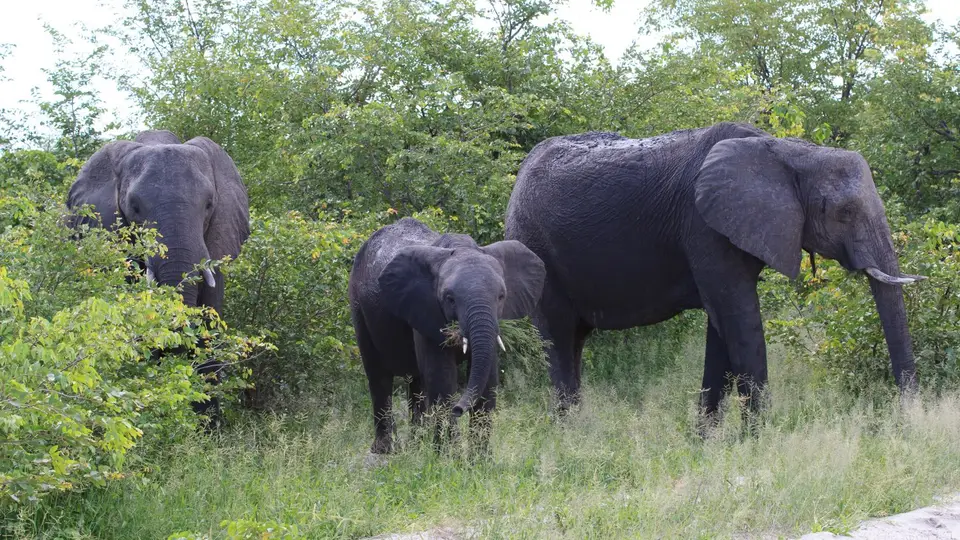 2016Botswana2919.jpg