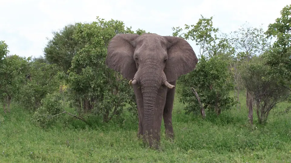 2016Botswana2939.jpg