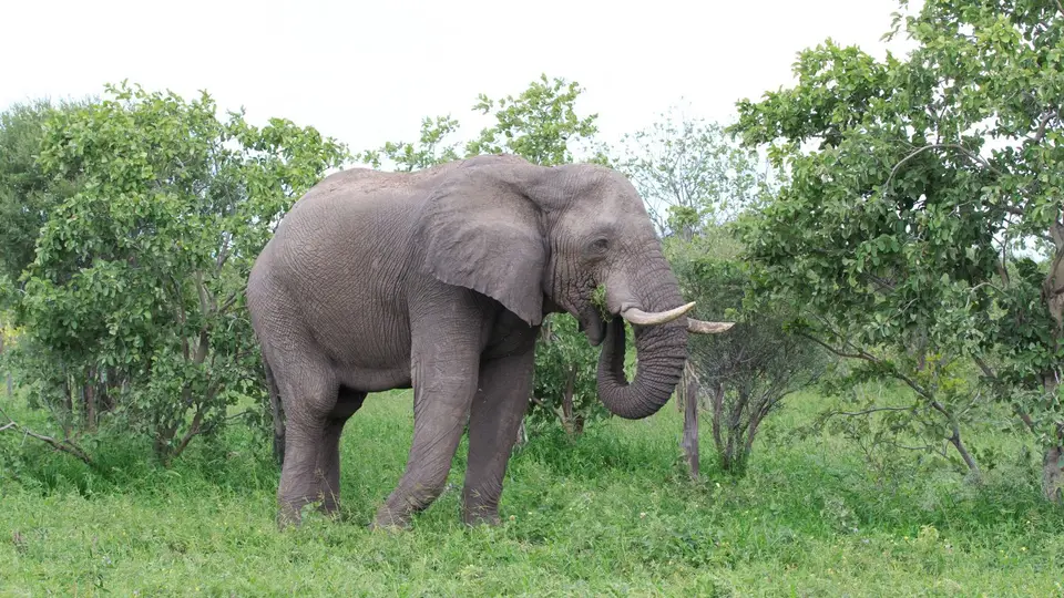 2016Botswana2943.jpg