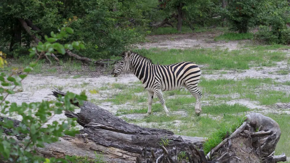 2016Botswana2956.jpg