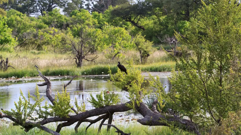2016Botswana2959100.3Open-billedStork.jpg