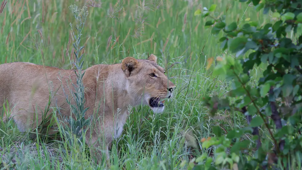 2016Botswana3015.jpg