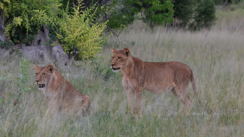 2016Botswana3021.jpg