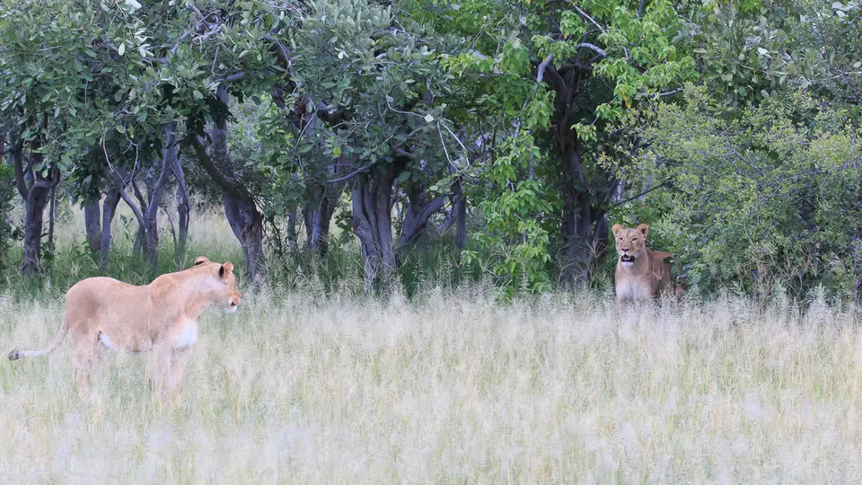 2016Botswana3026.jpg