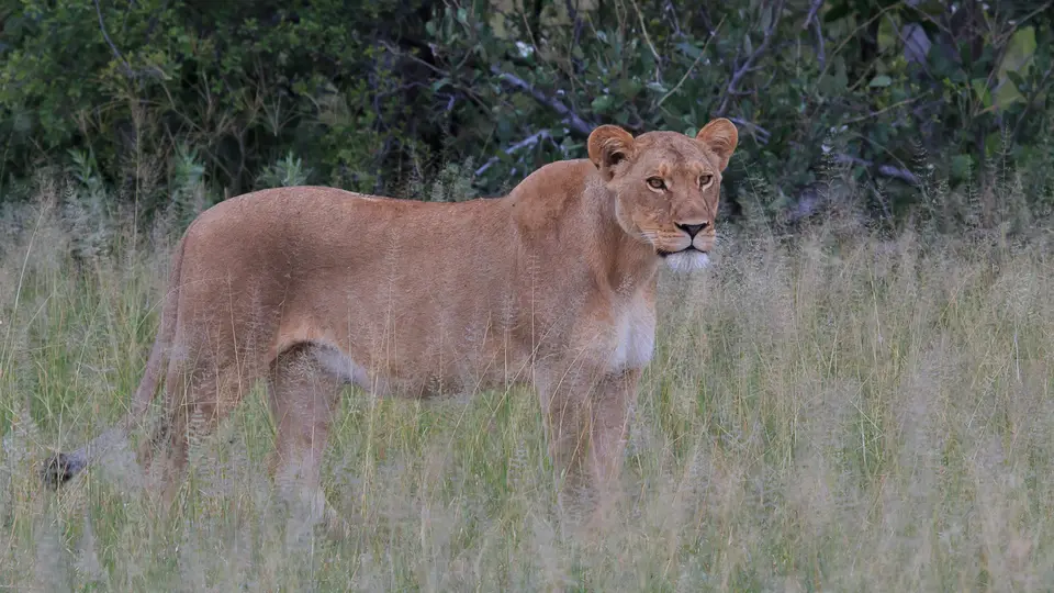 2016Botswana3049.jpg